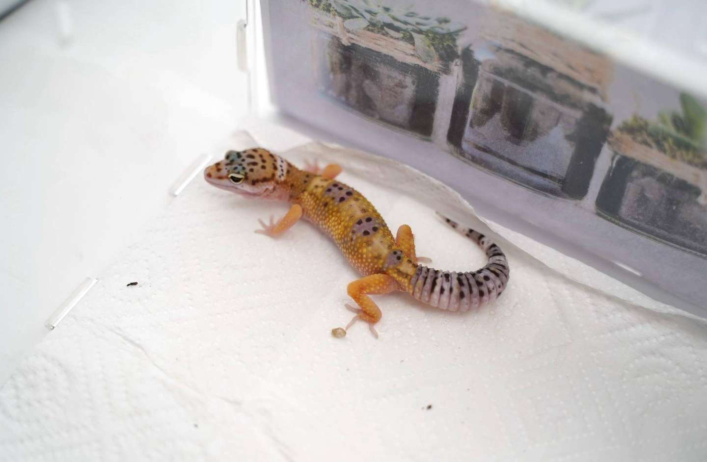 如何饲养一只豹纹守宫 爬宠爱好入门 中集 知乎