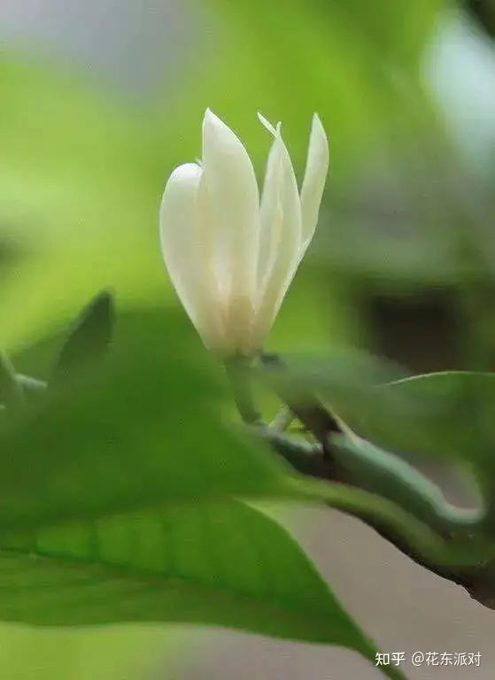 春天在橙花的花开花落间 彻底结束了 知乎