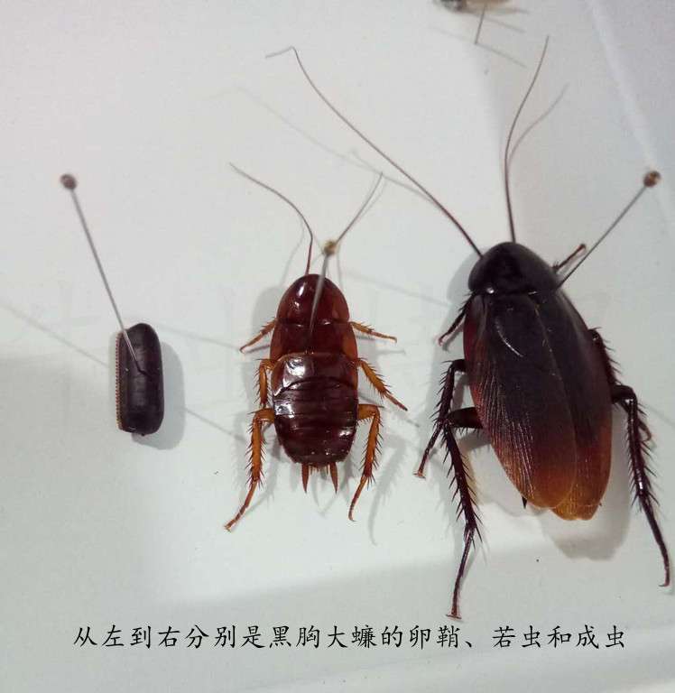 蟑螂能活多久 知乎