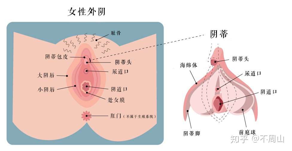 男人必读 女人身体的秘密 知乎