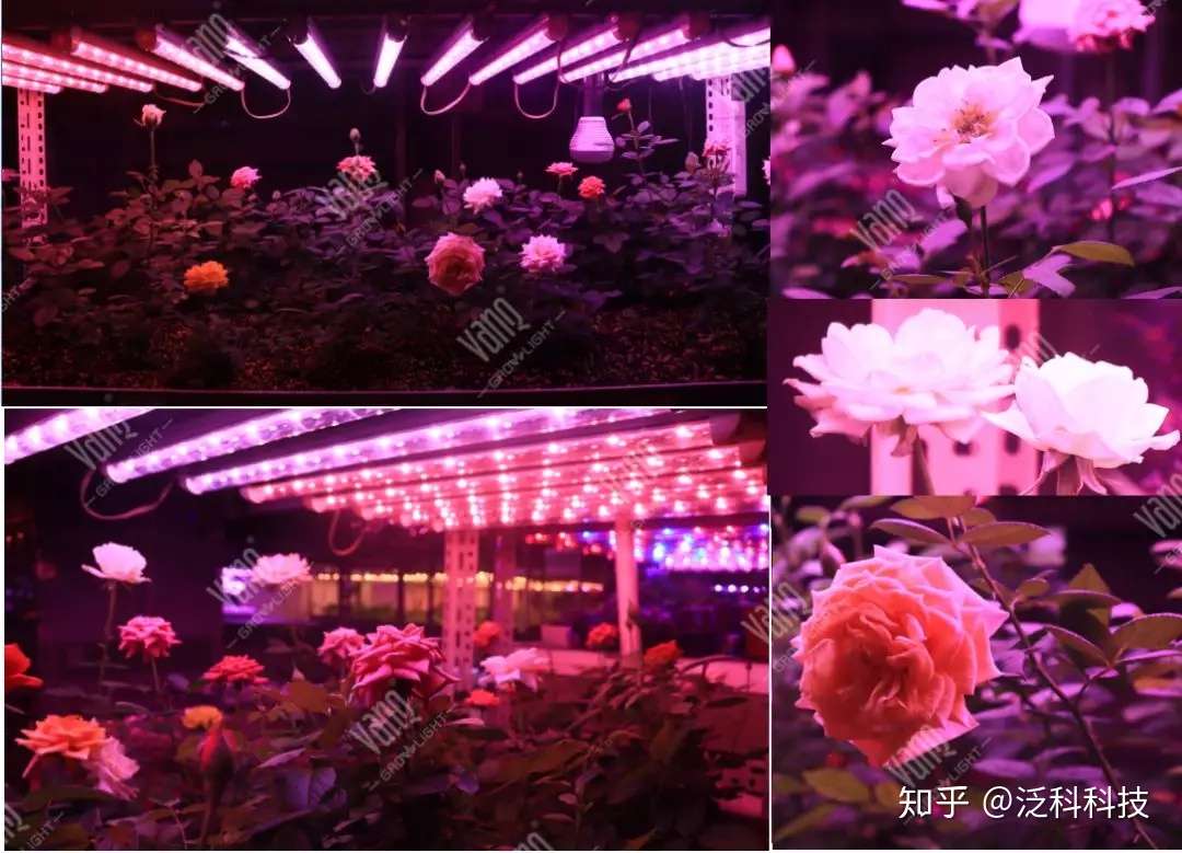 现代化新农业孵化园 泛科植物工厂实验室附室内无土栽培叶菜 花卉 西瓜等最新进展 知乎