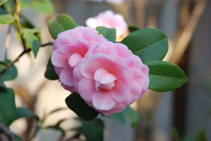 送女朋友山茶花有什么寓意 山茶花花语来袭 知乎