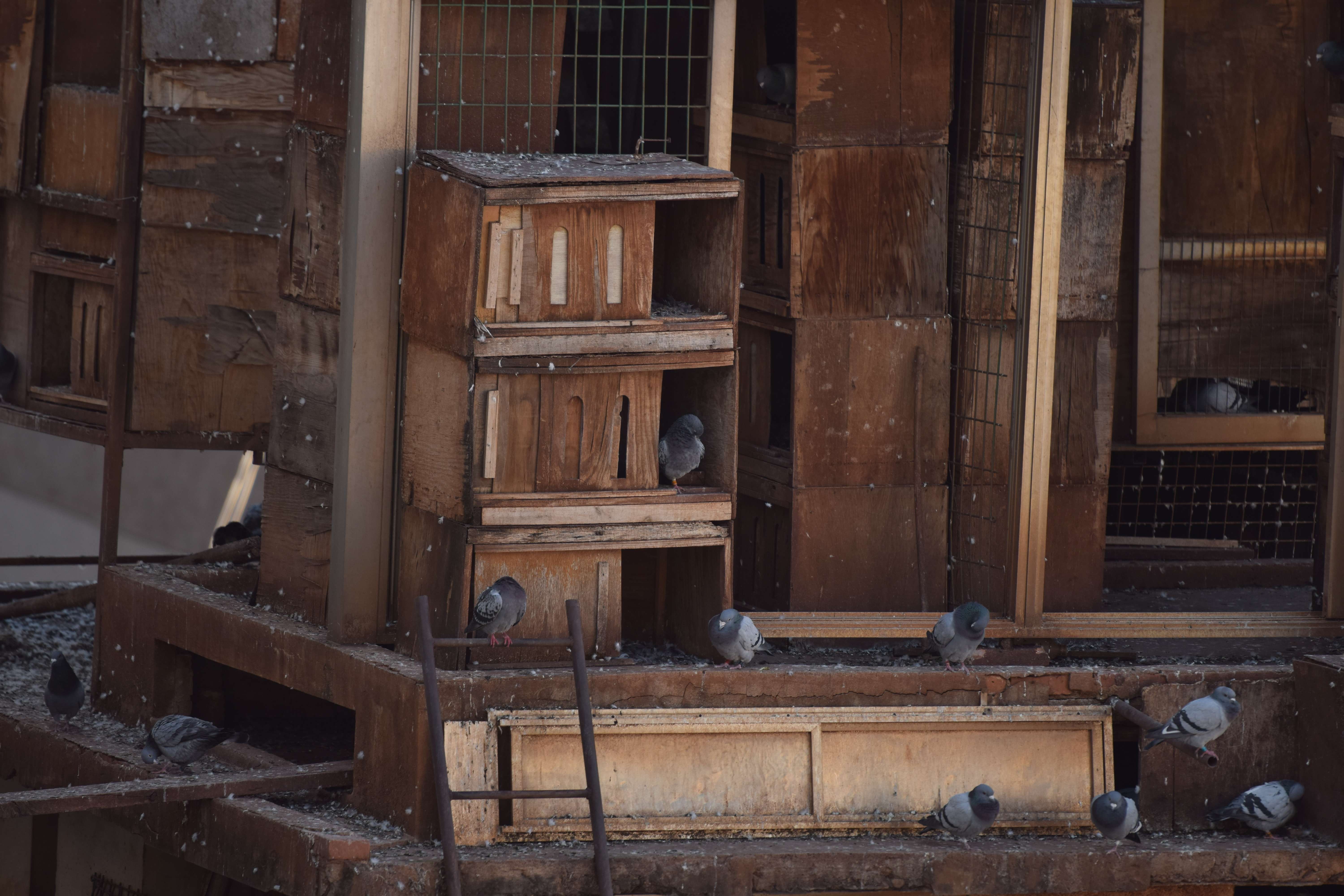 尼康d5300 大竹炮直出jpg… - 知乎