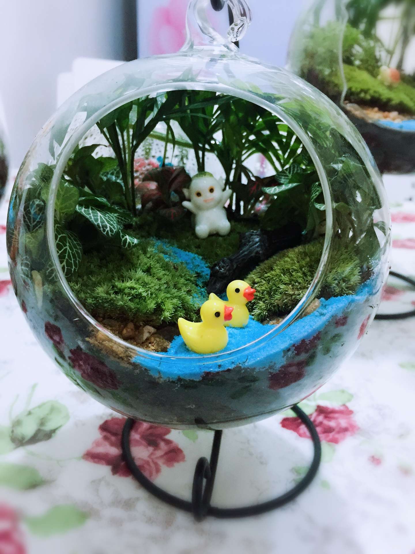 苔藓微景观生态瓶养护小知识 知乎