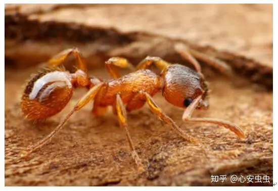 家庭最常见的4种蚂蚁该如何防制？ - 知乎