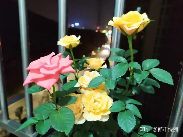 月季花夏天能暴晒吗？花友们看过来- 知乎