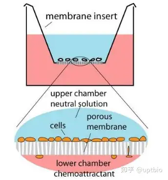 实用干货细胞运动大整合