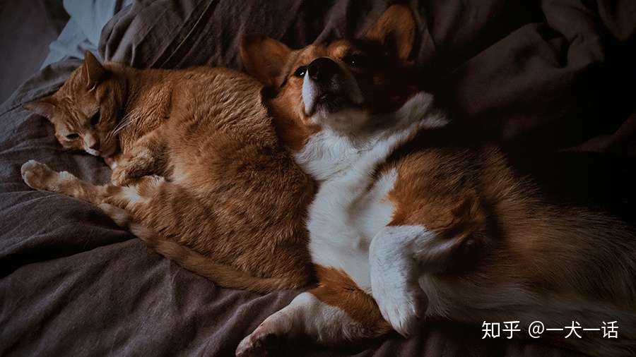 犬派还是猫派 你是哪一派 知乎