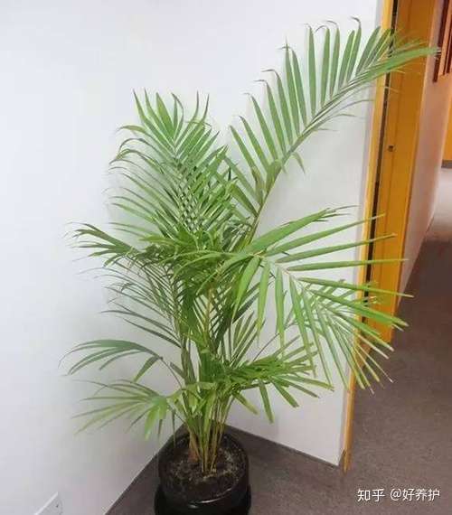 散尾葵 夏威夷椰子 袖珍椰子和富贵椰子分不清 只需3步 知乎