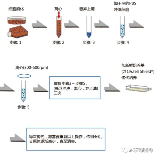支原体祛除的干净,才能防止细胞污染的发生