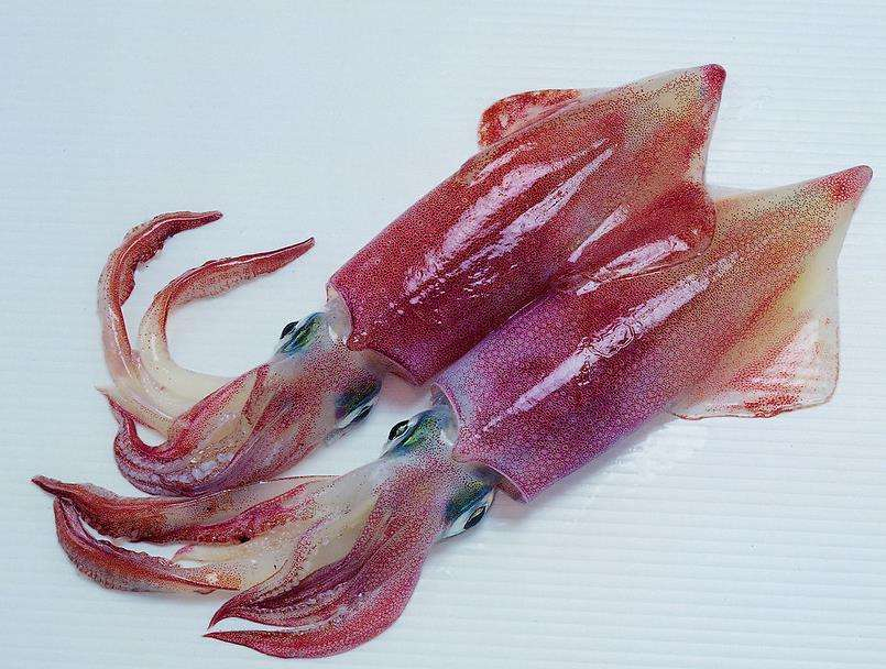 鱿鱼 章鱼 墨鱼 八爪鱼 乌贼傻傻分不清楚 一文教你记住它们 知乎