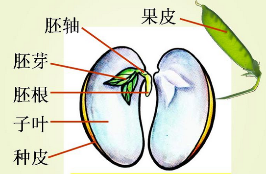 椰子的种子在哪里图片