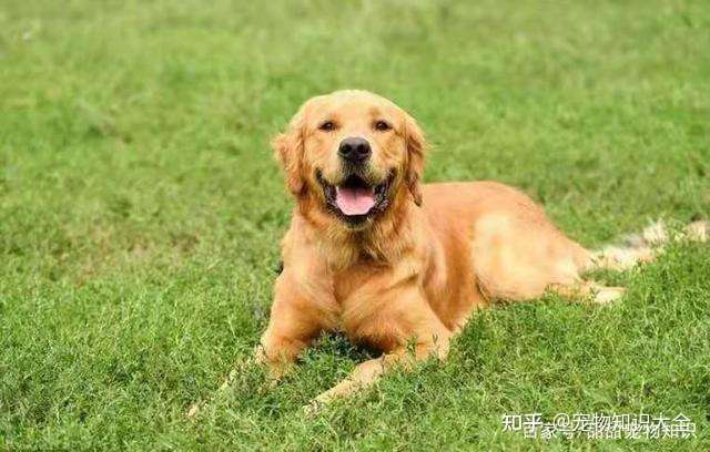 狗狗尿频 尿少怎么回事 知乎 狗狗尿频 尿少怎么回事 知乎
