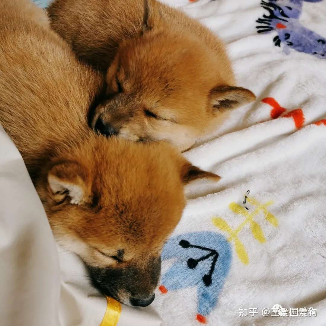你一定不知道 狗狗不能随便乱买 繁殖 繁育 知乎