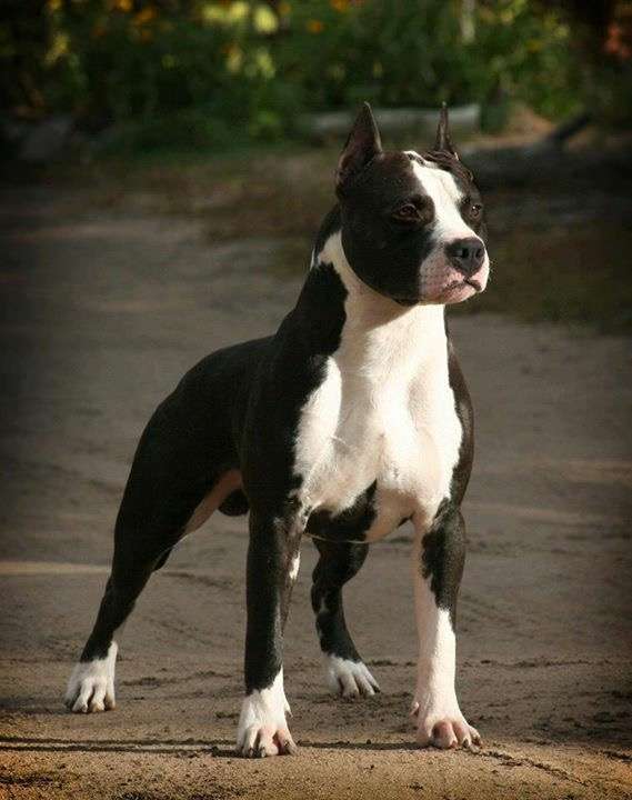 建议选择斯塔福犬