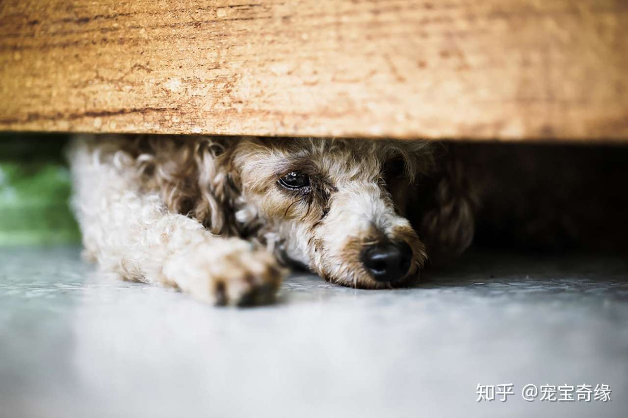 为什么狗狗在雷雨天会抓狂 知乎