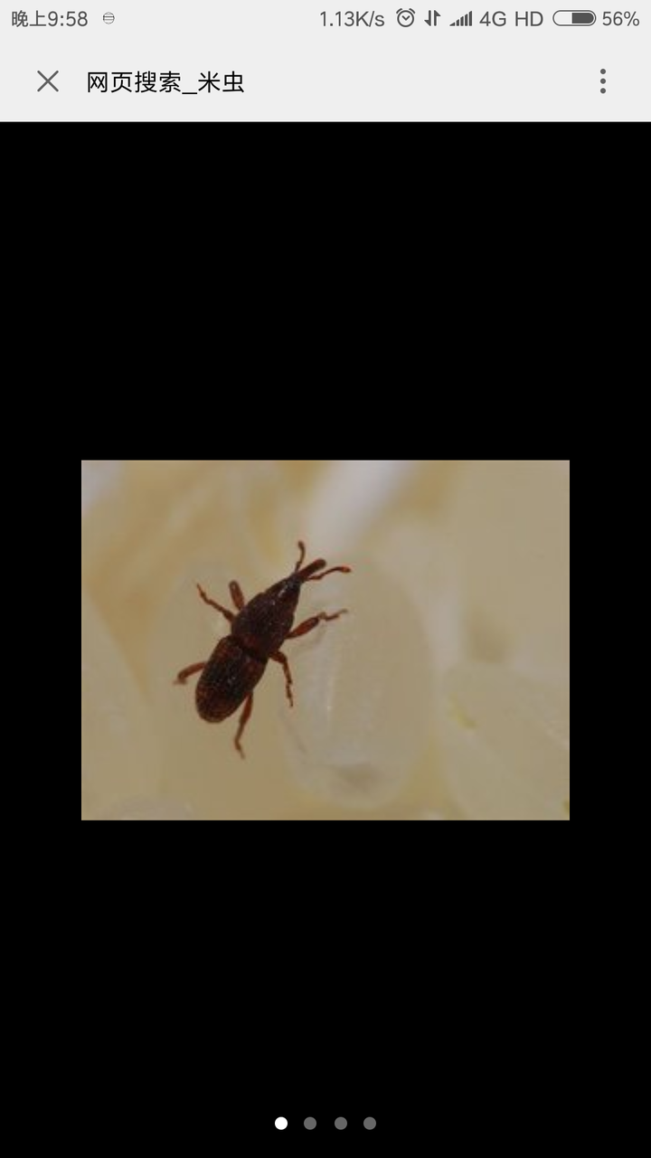 请问图片中的是什么虫子?