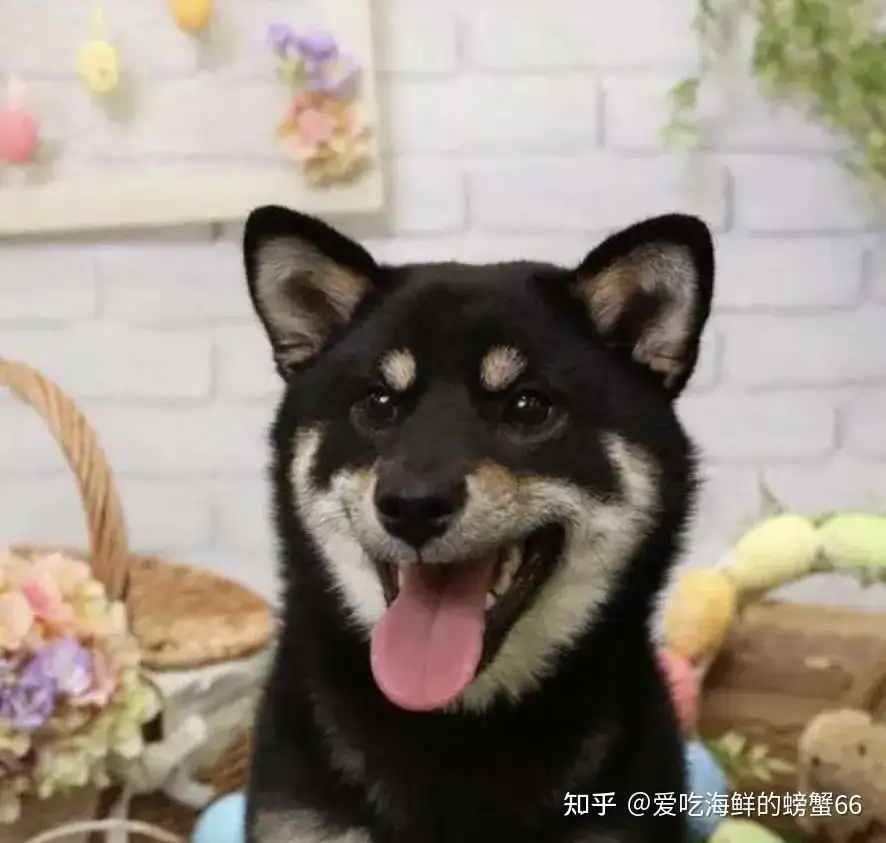 日语的 猫舌 指的是猫的舌头吗 知乎