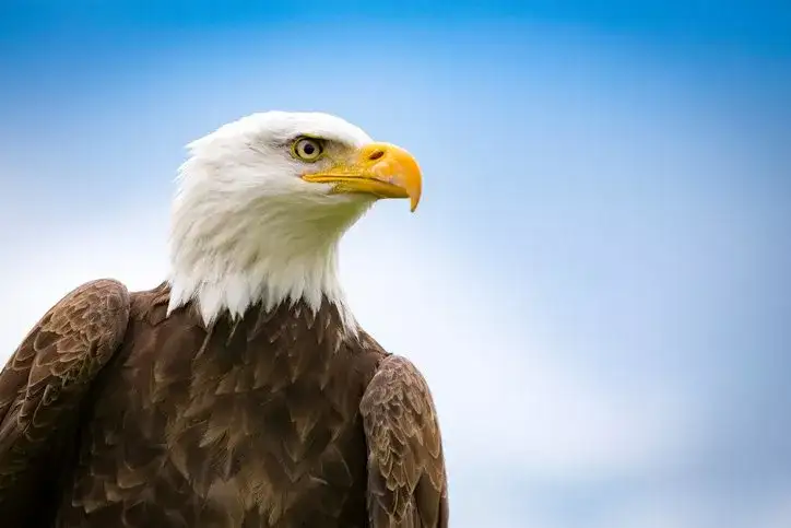 中国的国宝动物是熊猫 韩国竟是它 知乎