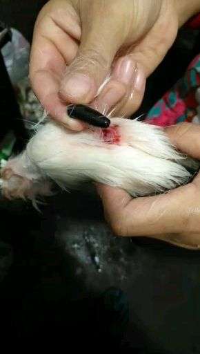 买的羊肉,羊爪子上有这个东西,有没有人知道是什么?