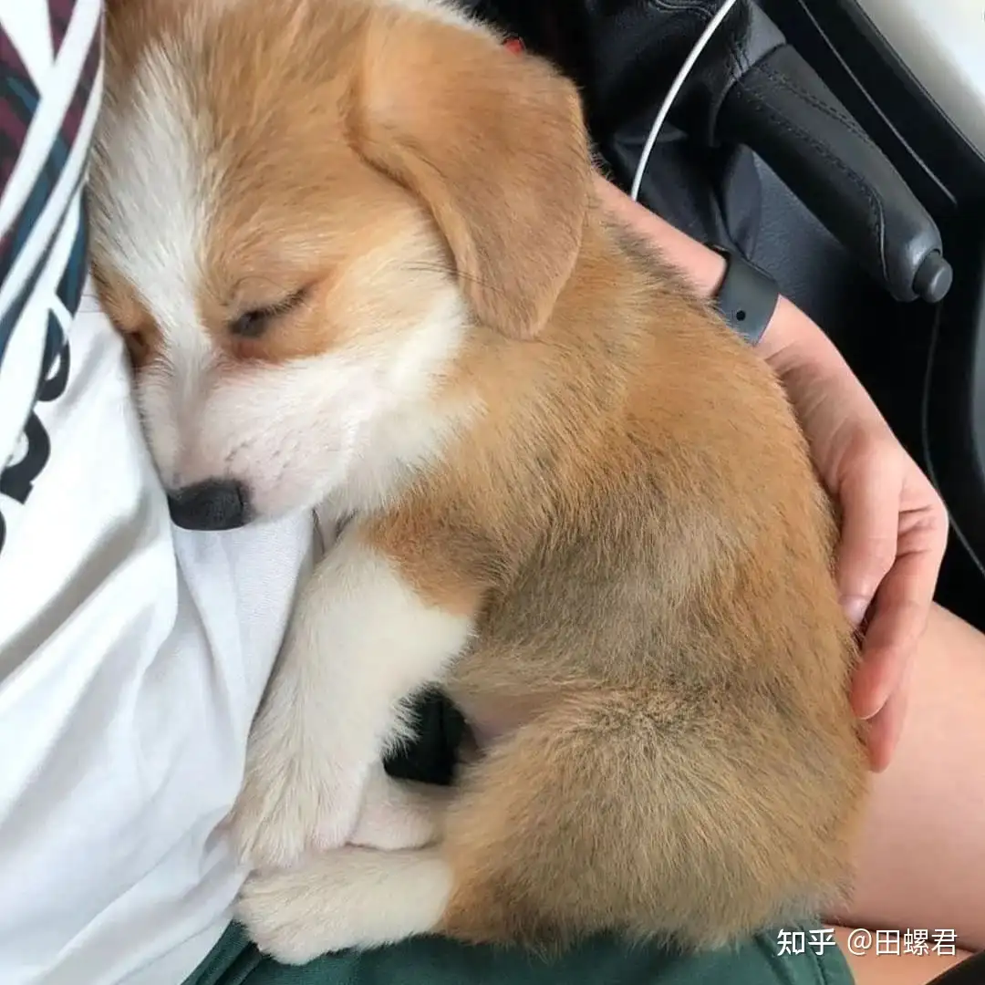 很多人再喊自己是正规犬舍 那什么又是真正的正规犬舍 知乎