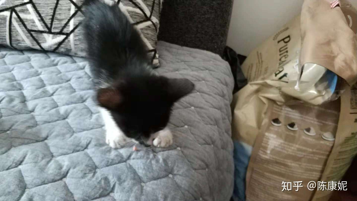 养一只猫会带来多大的幸福感 知乎