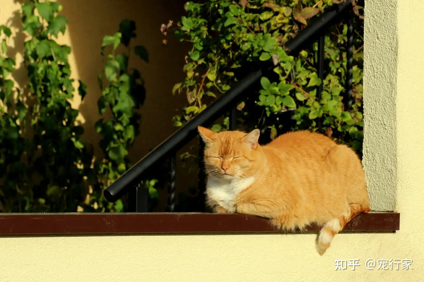 夏日太阳太毒辣 猫咪晒太阳真没事吗 如何避免猫咪被太阳晒伤 知乎