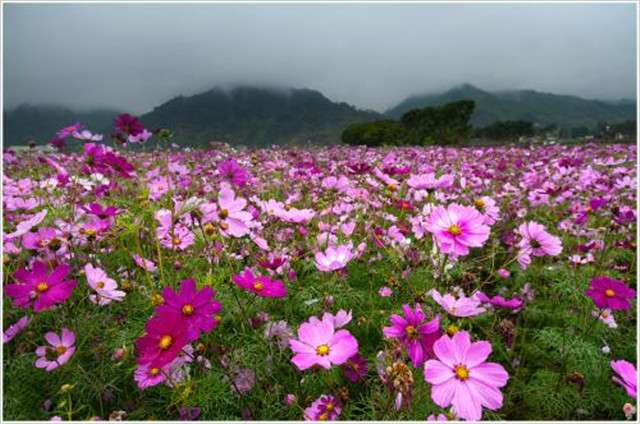 异域风情的格桑花 撒把花种撒点水 不用管就可以开成花海 知乎