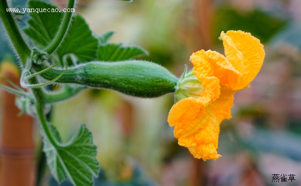 南瓜的茎卷须是什么的变态