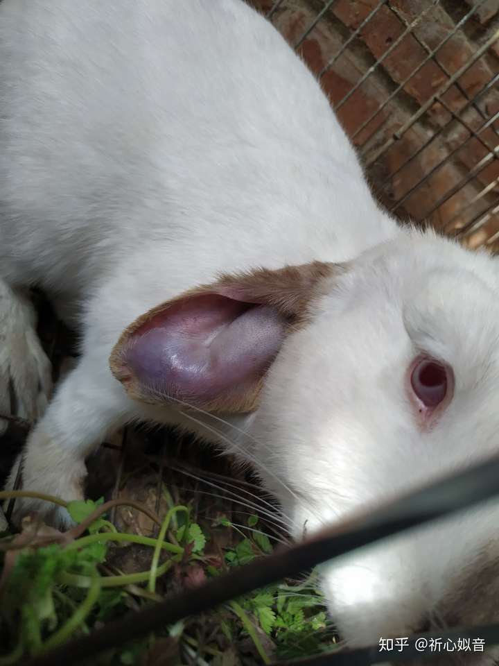 呼吸过度兔子耳朵图片
