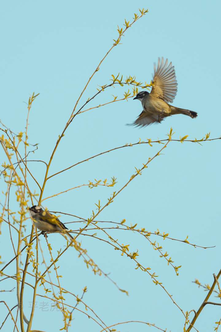 2021 年 3 月 20 日是「春分」,在你生活的城市