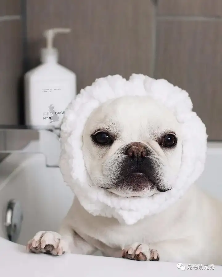 狗狗为什么不能每天洗澡？宠物隔多久洗一次最好？剃毛真的可以散热吗？(图2)