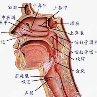 慢性咽喉炎