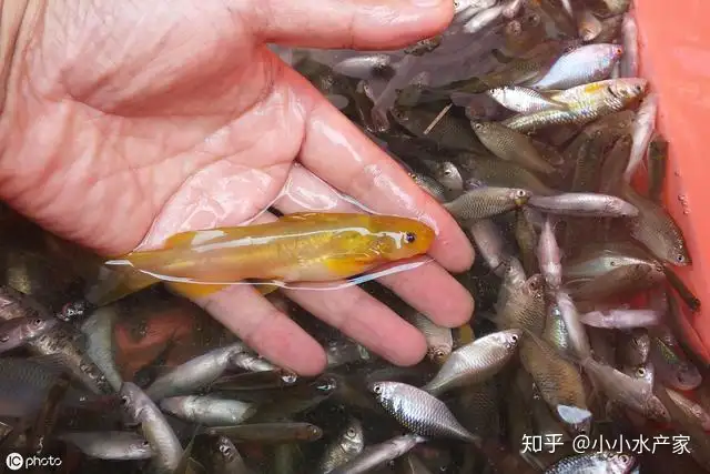 黄颡鱼腹水病治疗后不彻底 老是反反复复怎么办 一定要提前预防 知乎