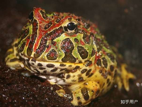 角蛙,科目角花蟾科 ,是全世界最普遍的宠物蛙,又有人取名叫招财蛙