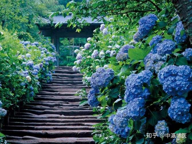 怎么舒适的度过 梅雨 つゆ 季节 知乎