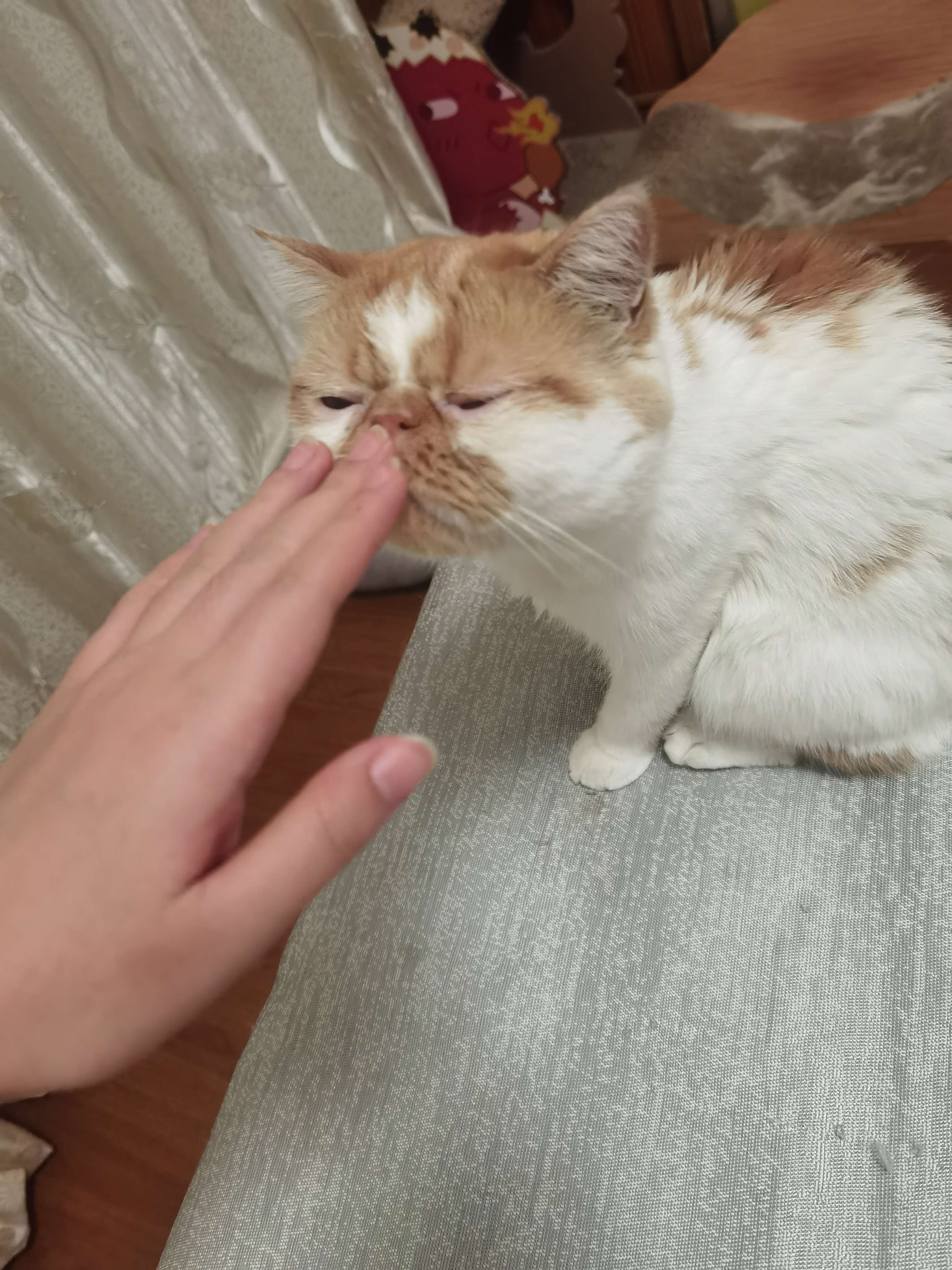 行云 的想法 与小猫咪打招呼的正确姿势 | ①伸出手放
