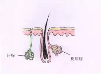 皮脂腺和汗腺