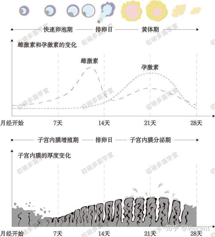 子宫内膜厚度变化图图片