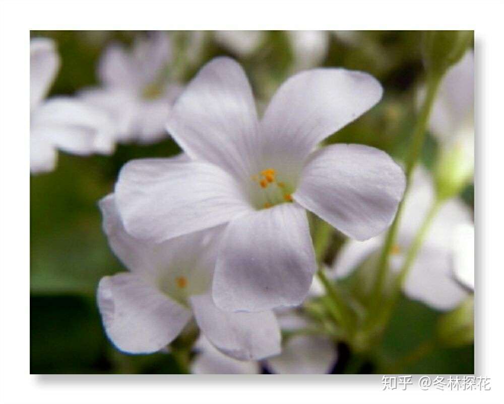 11月26日的生辰花 白花酢浆草 知乎