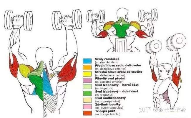 坐姿哑铃推举练肩效果更好 想做对动作 要注意别犯这5个错误 知乎