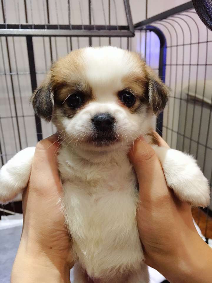 现在的土狗都没人要吗?