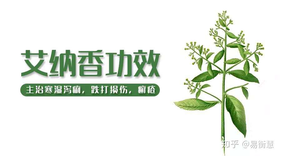 你听说过艾纳香这味药材吗 知乎