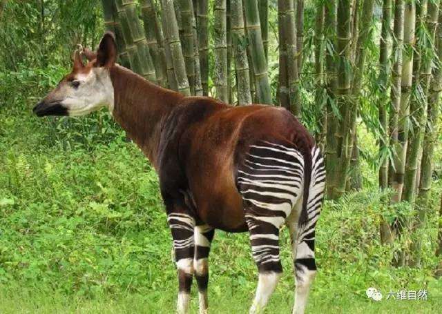 山海经中有哪些细思恐极的细节