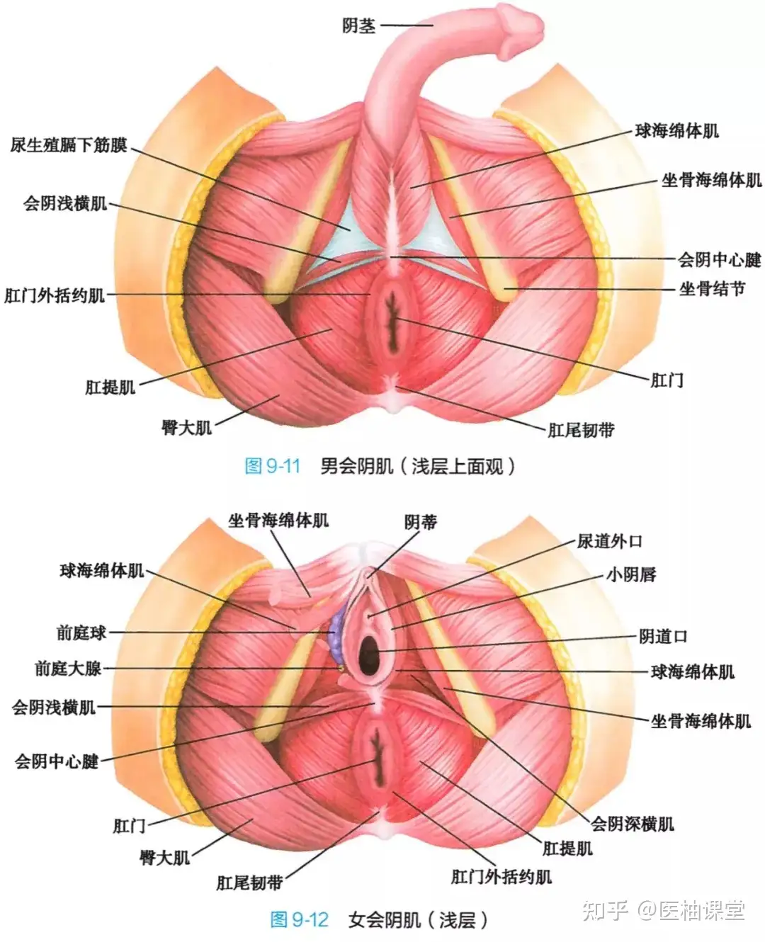 解剖学高清图谱女性生殖系统- 知乎