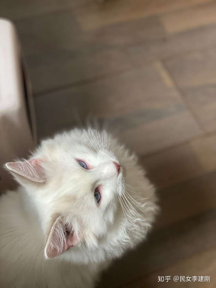 有白耳的布偶长大都是什么样子的呀