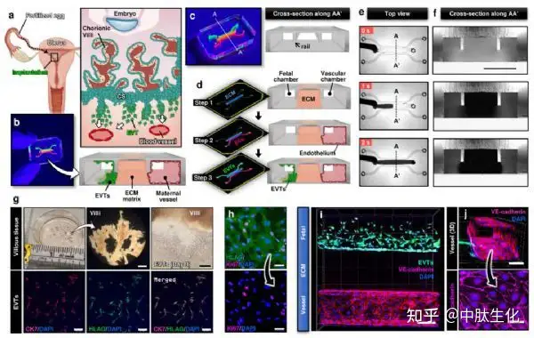 Nature子刊：通过微工程系统，模拟早期人类妊娠- 知乎