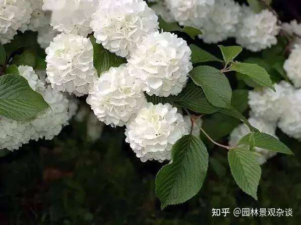 花英语4文字