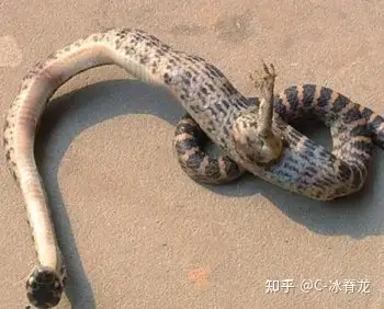 蛇 #チベット #能力神 #souvenir #snake #chinese-