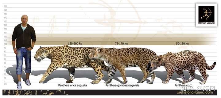 谁能详细介绍一下冰河末期分布于北美洲的巨型美洲豹